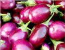 'BT brinjal to become reality in couple of years'