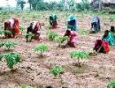 NREGA benefited over 4 cr households: Prez