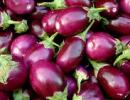 Ramesh to popularise Bt brinjal across India