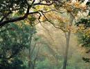 Forests in Madhya Pradesh go hi tech