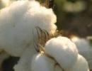 Bt cotton yield falls in Gujarat