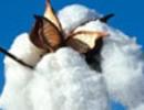 New pests hit Bt cotton: Govt lab