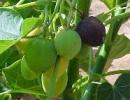 Indian lab to develop frost-tolerant Jatropha