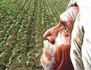 India's farm sector grows 3.8%