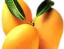 Junagadh Kesar mango gets GI tag