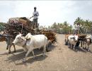 Beef ban and the challenges before Maharashtra govt