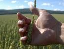 G-20 nations' meet to focus on food security