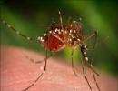 DRDO unleashes latest weapon: Mosquito repellent!