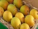 'Exporting mangoes to US is a sour experience'