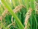 Govt to tighten screws on FDI in seed sector