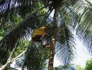 A Kerala youth turns coconut plucking into a hi-tech job