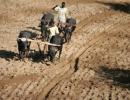 Budget 2012: Agriculture sector to get sops