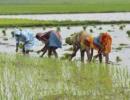 India topples Thailand as world's largest rice exporter