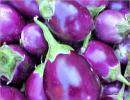 NBA to file case against developers of BT Brinjal