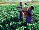 How small farmers are REVOLUTIONISING agriculture