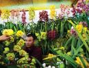 How Sikkim's flower industry is BLOOMING