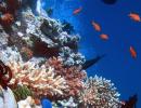 'Adani's expansion of coal port will kill Great Barrier Reef'