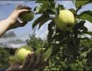 Uttarakhand gets its first apple cold chain