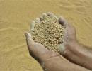 Bangladesh buys 50,000 tonnes of wheat from India