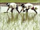 Eco Survey: Urgent agri reforms must for 4% growth