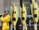 Biosafety data on GM corn raises concern: Greenpeace