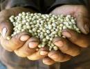 GM crops: One needs reason, not fear