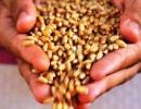 India wastes 21 mn tonnes of wheat every year