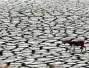 Centre to give Rs 1,208 crore to drought-hit Maharashtra