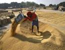 Govt spends Rs 3.65 to deliver foodgrain worth Re 1!