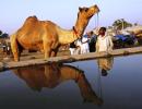 How illegal salt making threatens Sambhar Lake's ecology