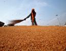 Sebi's new norms for commodities could see sugar, wheat delisted