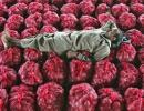 Nashik farmer gets 5 paise per kg for onions!