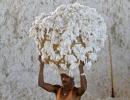 No end to cotton farmers' woes in Maharashtra