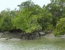 Bengal gets Rs 400 crore to develop Sundarbans tourism