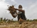 Few flaws that are plaguing India's agriculture