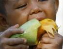 Mango import ban: EU to send high-powered delegation to India