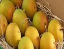 UK hosts round-table over Indian mango ban