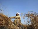 Air pollution reduced wheat crop in India by 50%