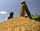 Food law adrift as government trims grain purchases