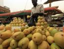 India's mango exports face threat of ban