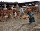 Now, govt to use MNREGA for rescue of cows!