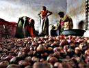 Onion prices crash 40% in wholesale markets