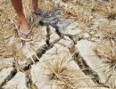 Ill-timed rain deepens farmers' distress