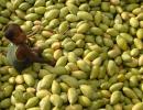 EU agrees to lift import ban on Indian mangoes