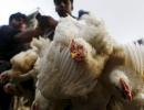 Chicken prices surge to record as heat wave kills millions of birds