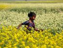 The desi genetic engineer and his fine crop of mustard