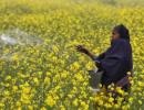 Thanks to Modi's push, GM mustard set to hit Indian markets