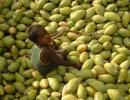 Mango exports to further dip this year