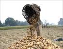 The suicidal potato economy of West Bengal