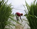 Father of Green Revolution on what Modi must do to revive farming